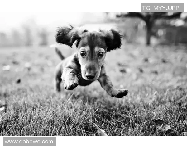 因撞动物而成名的足球明星及其经典事件盘点